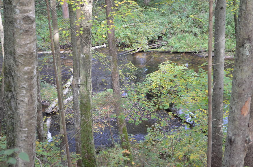 Пейзаж летнего леса 