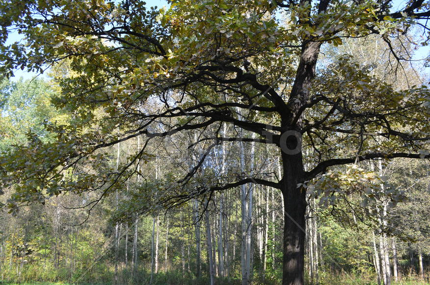 Дуб раскидистый