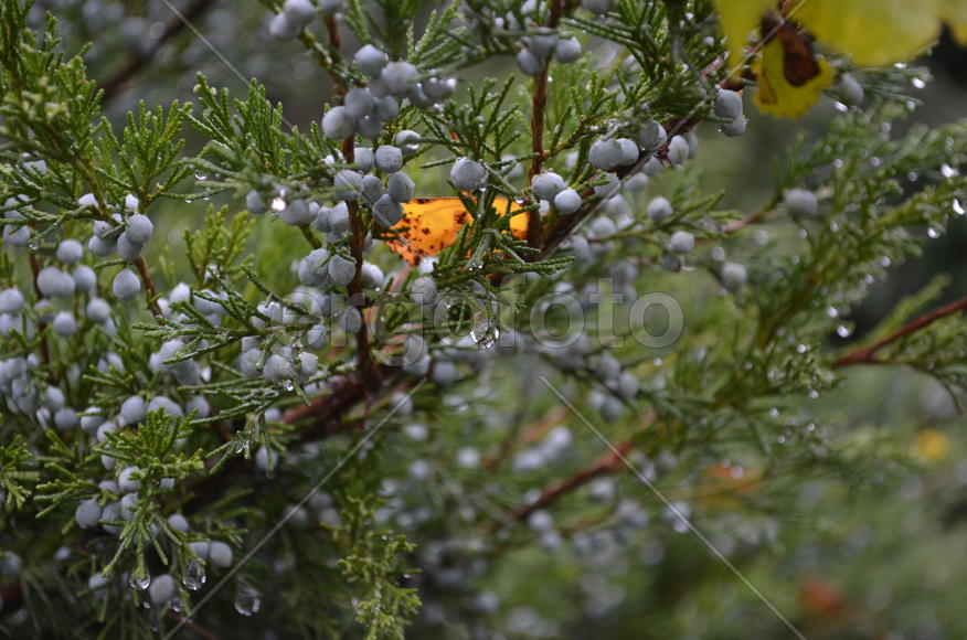 Можжевельник