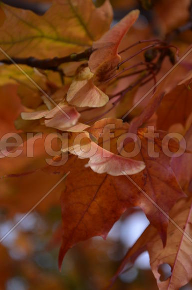 Крылатки клена