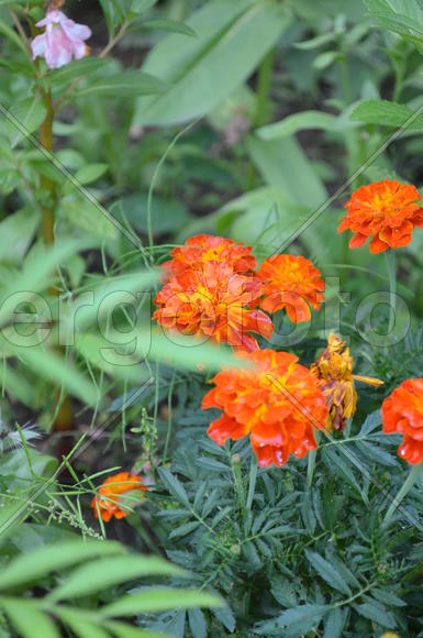 Ба́рхатцы, бархотцы (лат. Tagétes) :Оранжевые цветы на фоне зелени 
