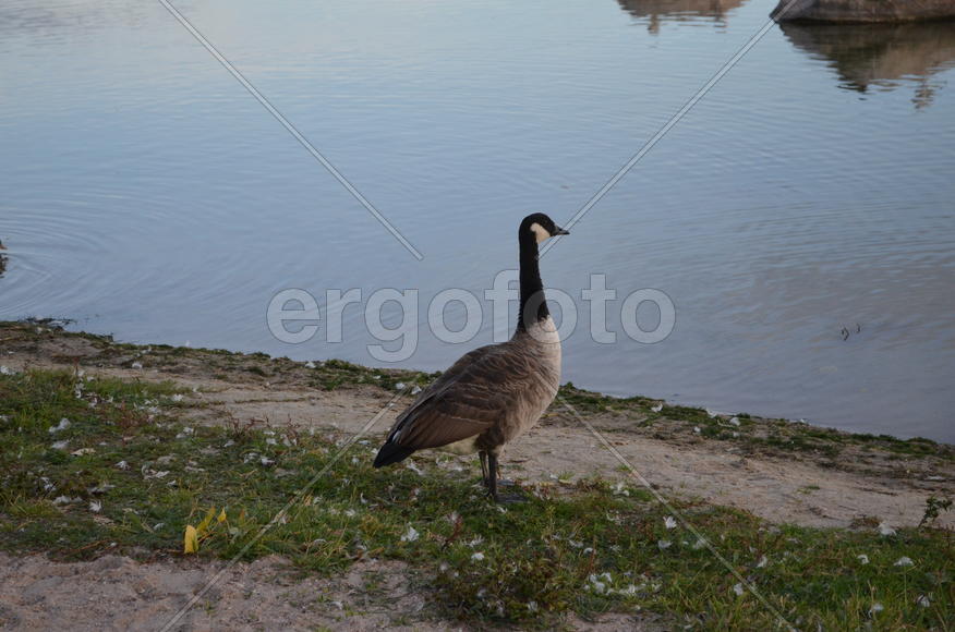 Дикий гусь на берегу водоема 