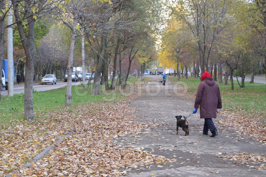 Золотая осень. Пожелтевшая листва ранней осени 