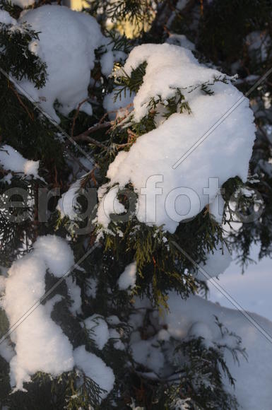 Туя в снежных шапках