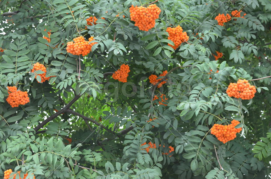 Крупные оранжевые ягоды на ветке 