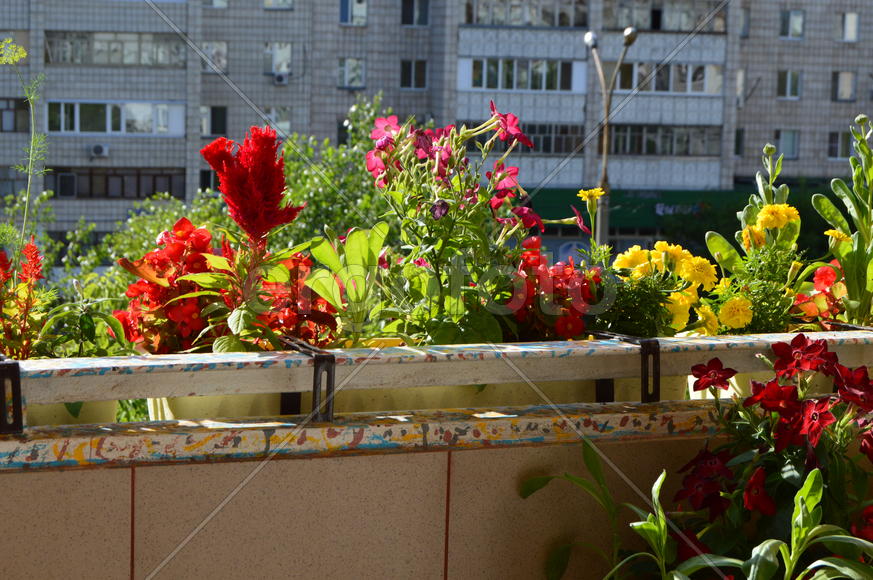 Балкон украшенный цветущими комнатными растениями 