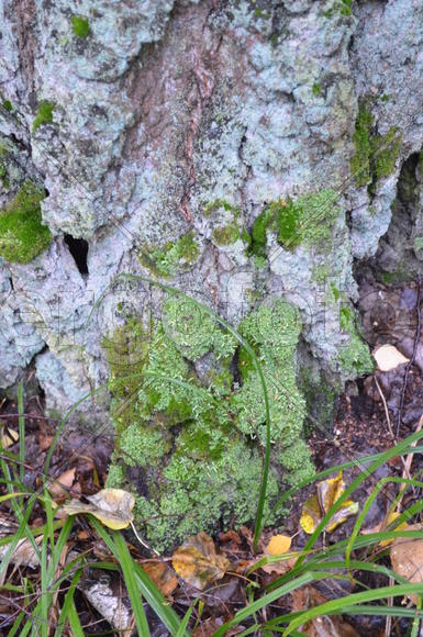 Ствол лесного дерева 
