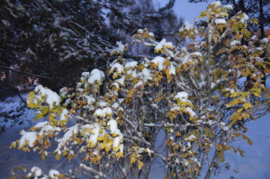 Казань. Заснеженные листья деревьев 