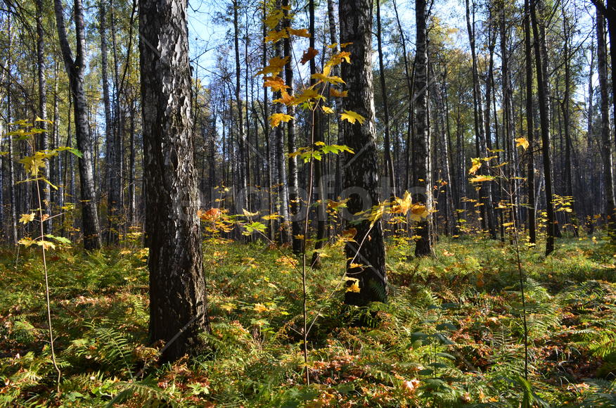 Солнечный лес