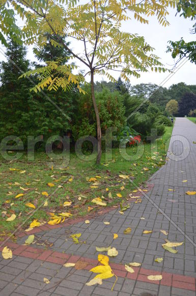 Дерево Грецкий орех разбрасывает листья