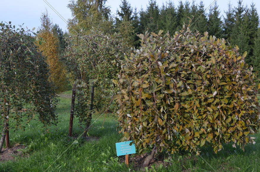Садоводческое хозяйство 