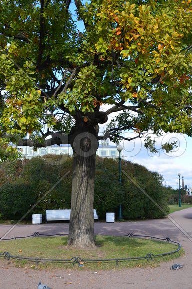 Кленовый круг