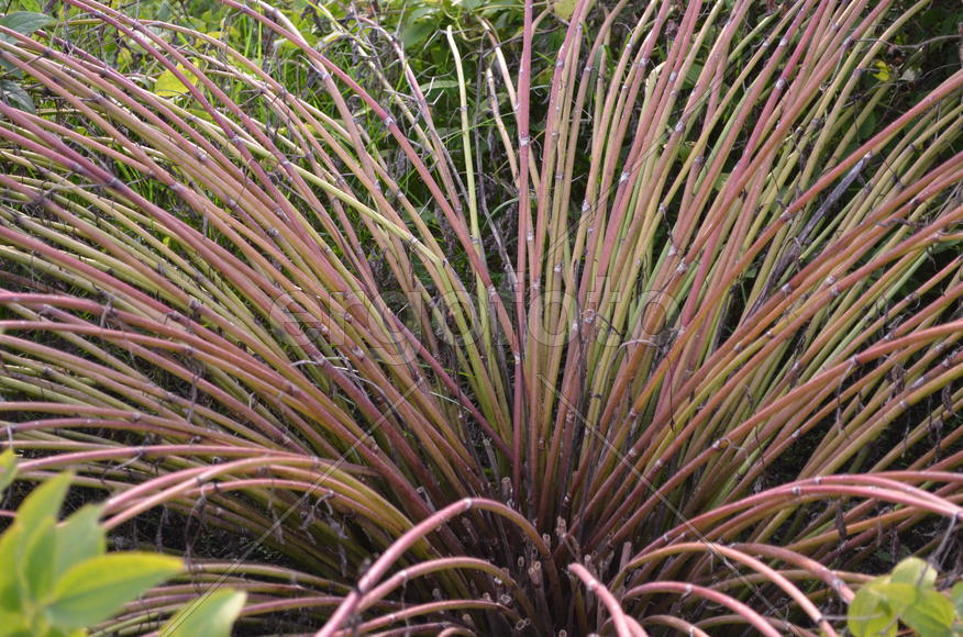 Трубчатые листья растения 