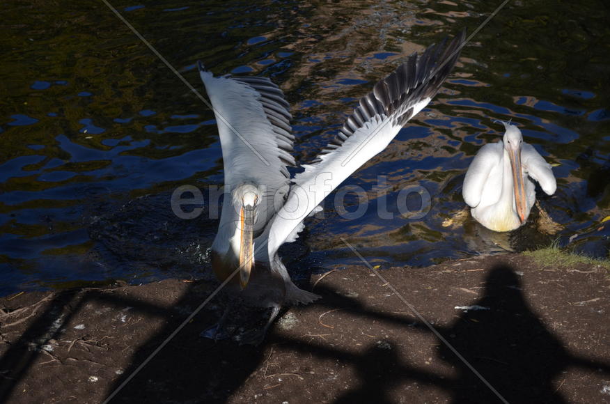 Пеликан у водоема 