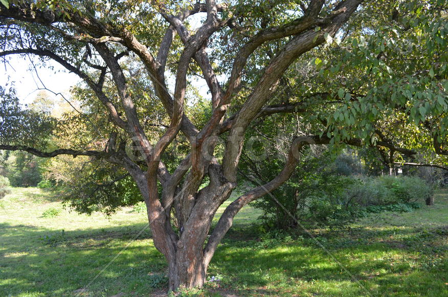 Разветвление ствола