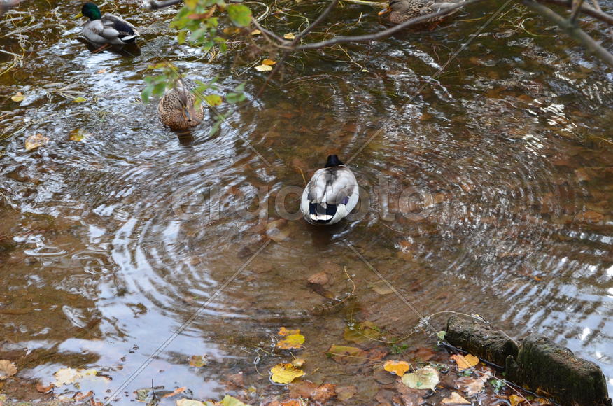 Дикие утки в пруду 
