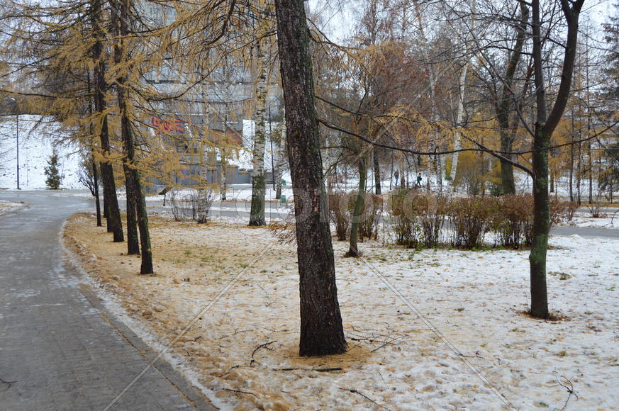 Первый снег поздней осенью 