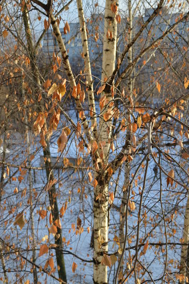 Скоро ноябрь