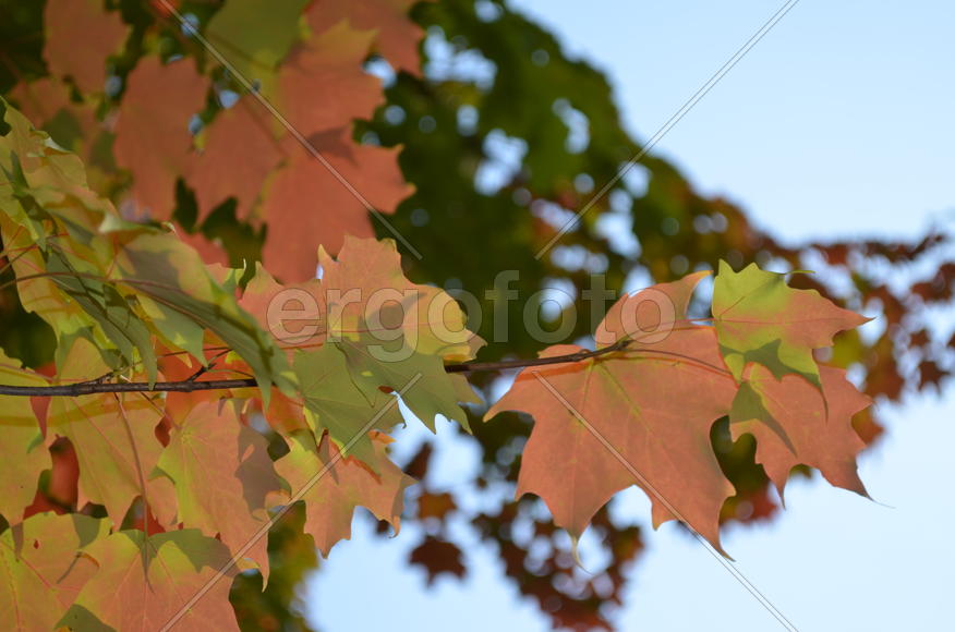 Клен, да клен кругом