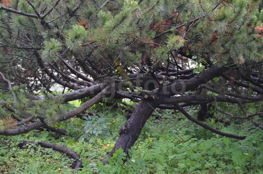 Причудливая сосна