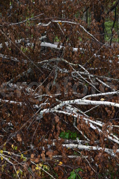 Засохшая береза 