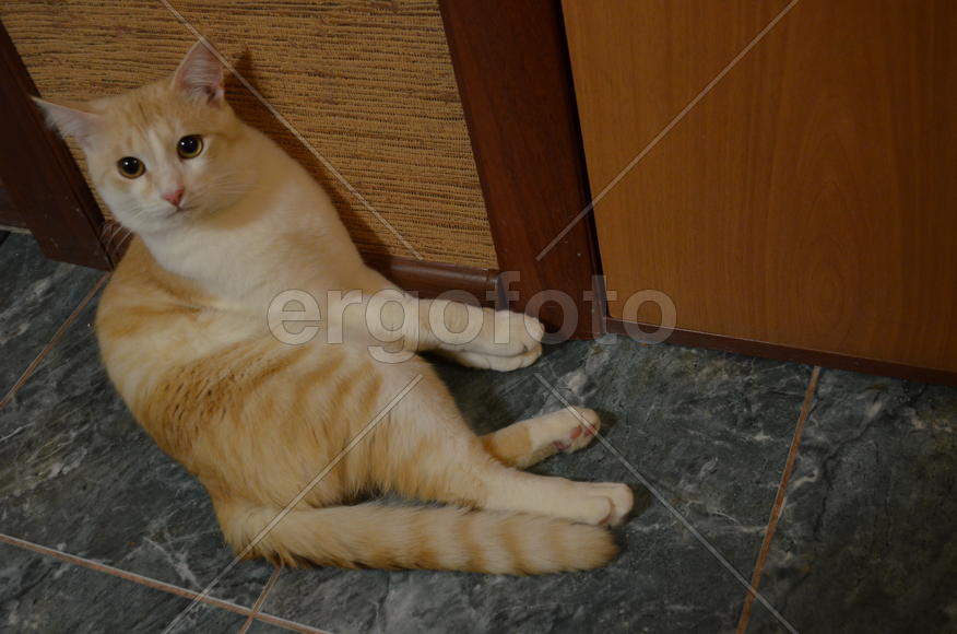 Рыжая кошка 