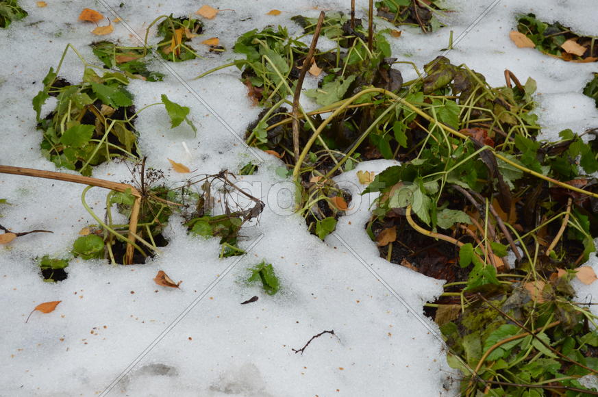Первый снег на пожелтевшей осенней листве 