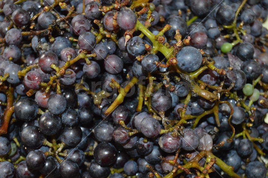 Гроздь винограда с крупными ягодами 