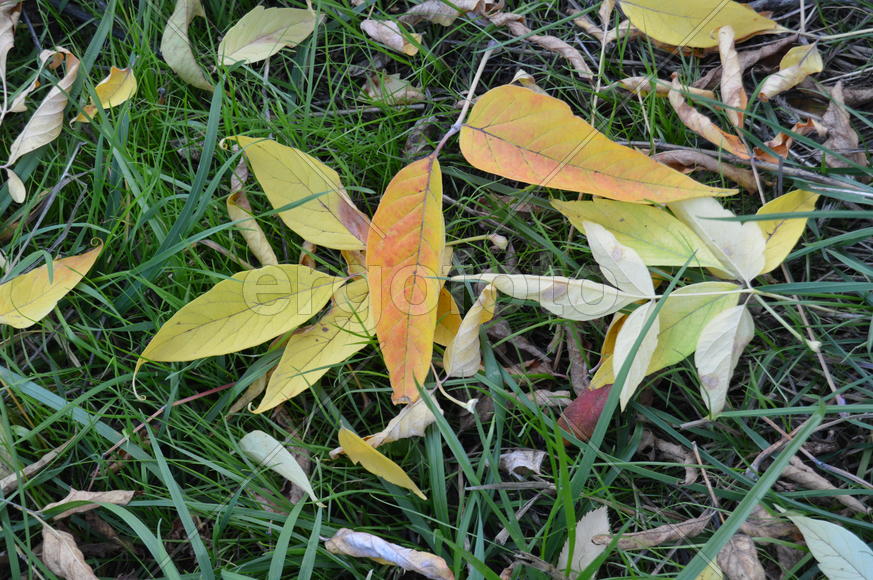 Опавшая на траву пожелтевшая листва с деревьев