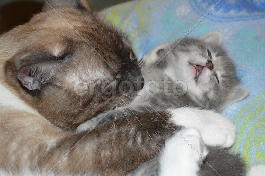 Кошка с котятами 