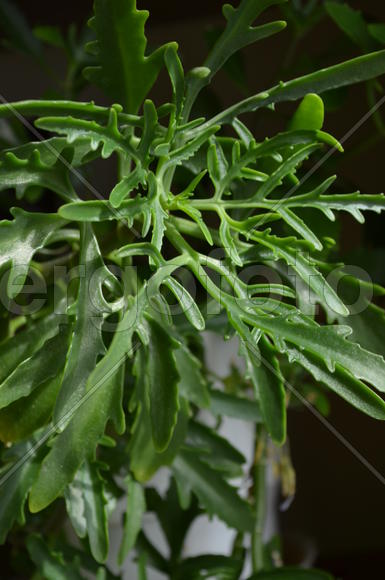 Зеленые листья компасного растения 