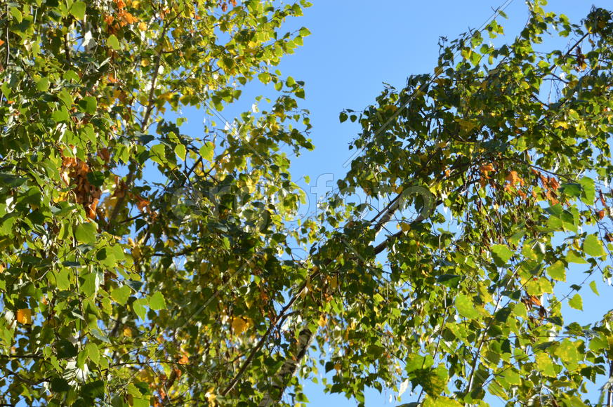 Золотая осень. Пожелтевшая листва ранней осени 