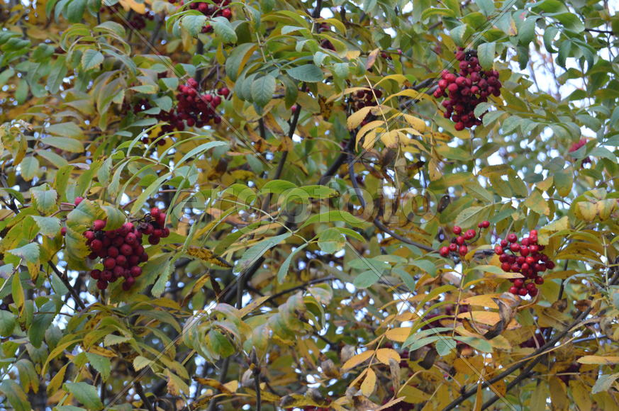 Красная рябина на ветке дерева с пожелтевшей листвой 