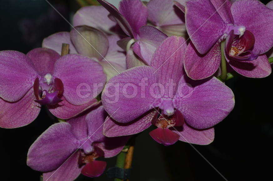 Бутоны фиолетовой орхидеи 