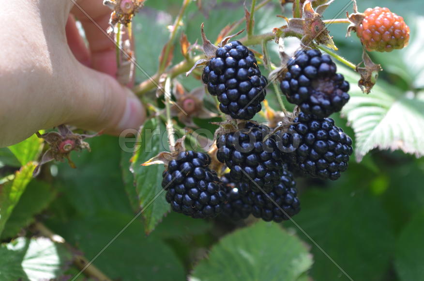 Черные ягоды на кусте  малины