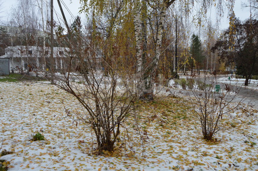 Первый снег поздней осенью 