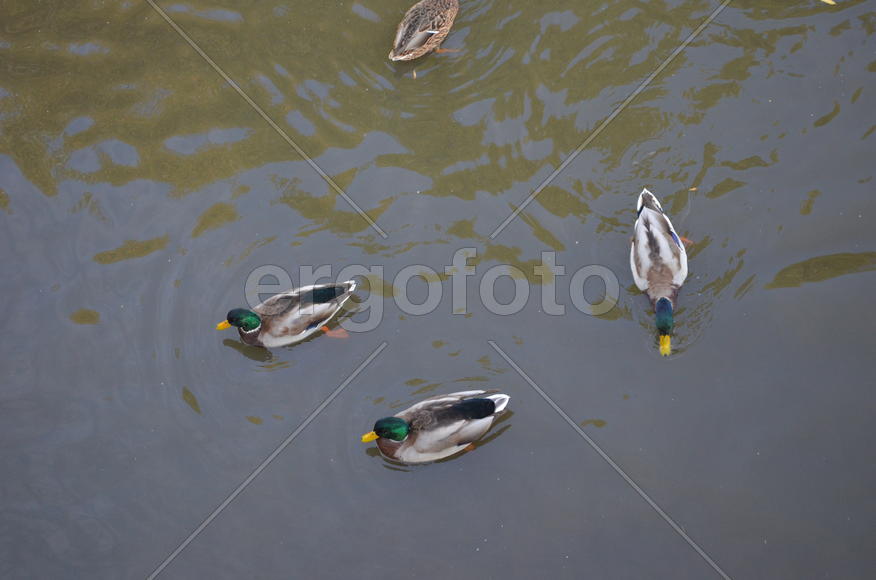 Три селезня