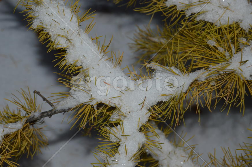 Лиственница. Ветка: снег на желтой хвое