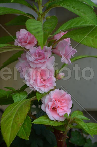 Недотрога (лат. Impátiens) - Balsaminacea