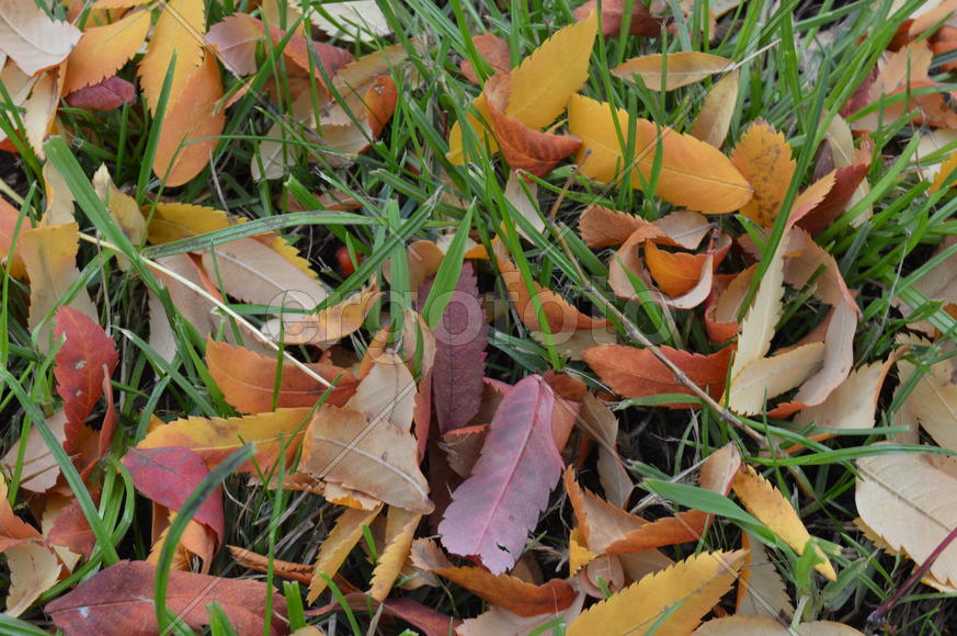 Золотая осень. Пожелтевшая листва ранней осени 