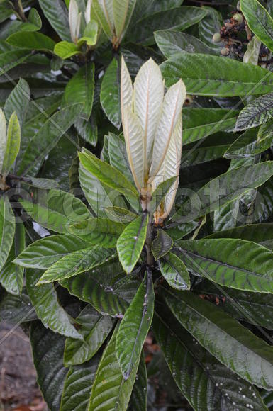 Молодая магнолия