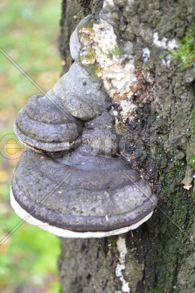 Гриб Трутови́к настоя́щий (лат. Fomes fomentarius на столе дерева