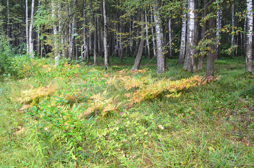 Пейзаж в лесу 