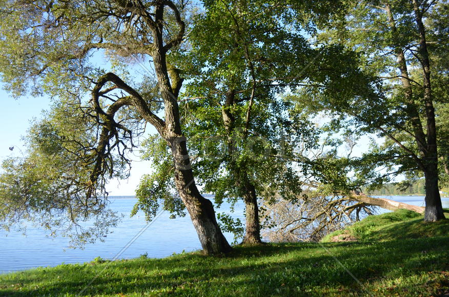 Побережье озера Нарочь в Белорусии 
