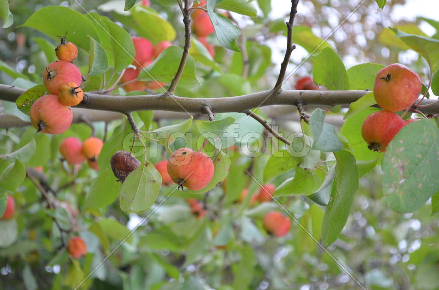 Спелые яблоки на дереве 