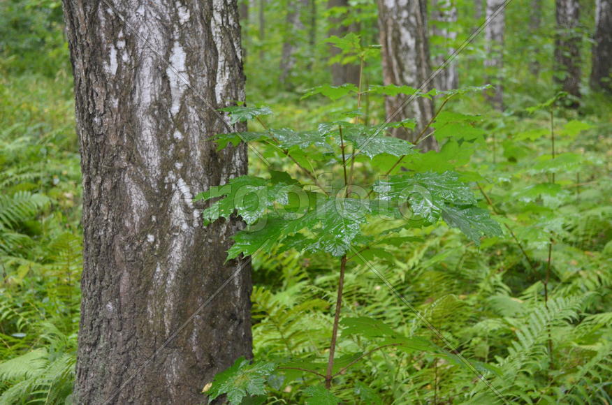 Ствол лесного дерева 