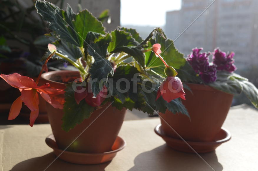 Комнатный цветок с крупными красными бутонами 