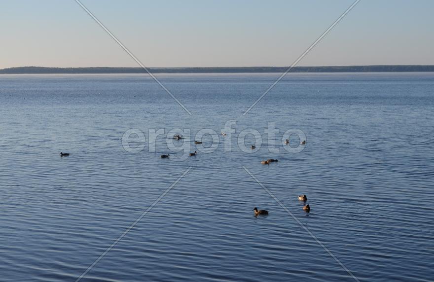 Дикие утки плавают по водоему 