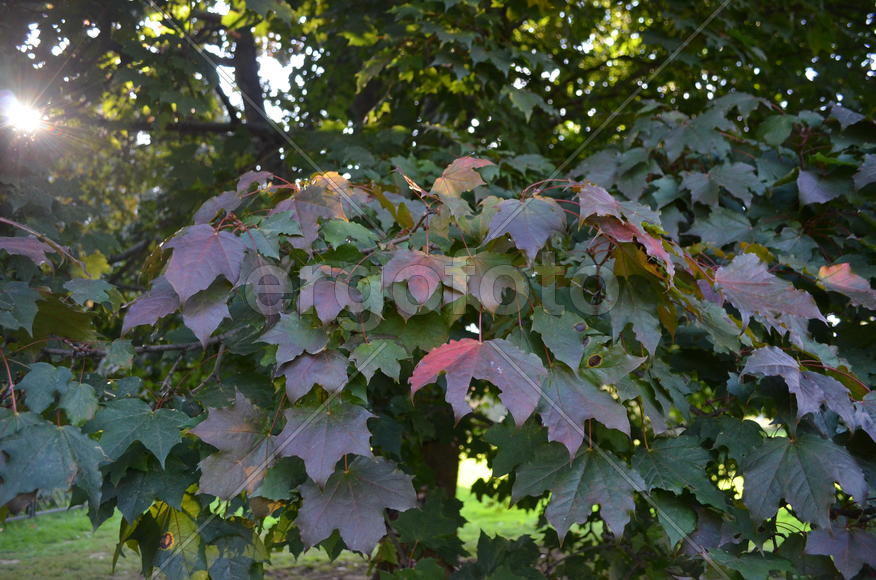 В кронге клена