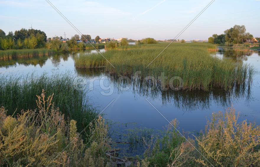 Заросшее камышами озеро 